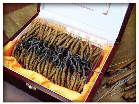 湖口冬虫夏草回收